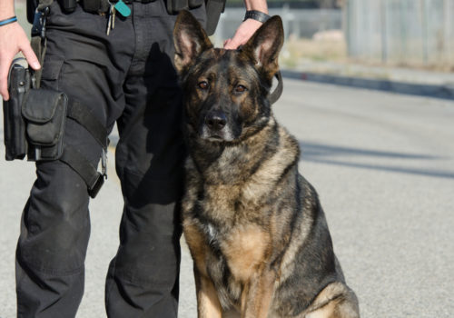 K9 Bijzondere Hondentraining